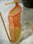 Nepenthes sibuyanensis x macfarlanei